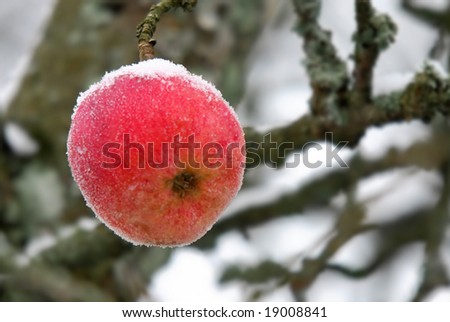 A red apple on a tree, apparently the last of the season, covered with snow