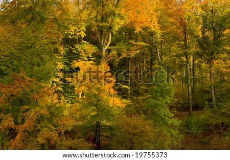 German beech forest shining in autumn colors