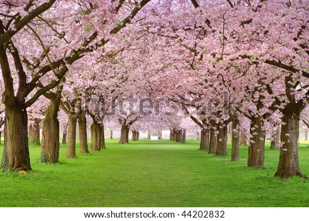Rows of beautifully blossoming cherry trees on a green lawn