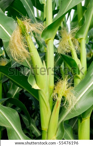 Closeup of beautiful and fresh looking corn plants with rich harvest
