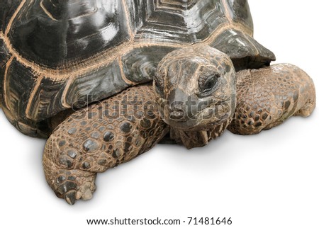 Animal portrait of a beautiful giant tortoise on white background