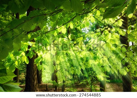 Rays of sunlight falling through the fresh, lush leaves of beech trees in a green forest, creating a surreal, yet pleasing atmosphere
