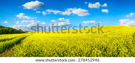 Panorama landscape showing a vast field of blossoming bright yellow rapeseed on a hill, with vibrant blue sky and white clouds