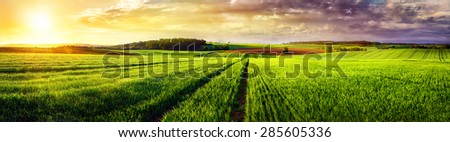 Vast rural landscape sunset panorama, with a field or meadow and tracks leading to the horizon and the colorful clouds