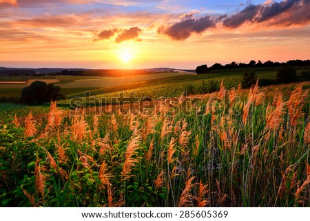 Gorgeous sunset with the sun flooding the landscape\'s vegetation in red and warm colors, vibrant sky and rural hills