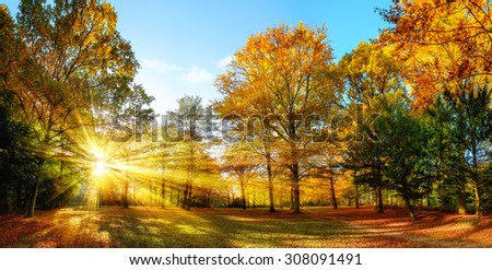 Scenic autumn panorama with the sun shining through the gold foliage and illumining the forest landscape