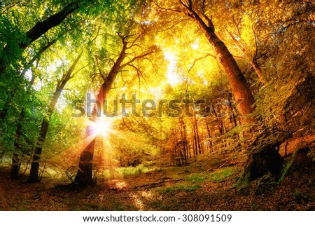 Magical forest scenery with a mix of summer and autumn colors and the sun shining through the leaves