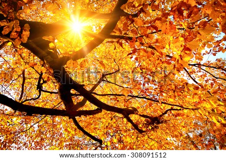 Autumn scenery with the sun warmly shining through the gold leaves of a beech tree