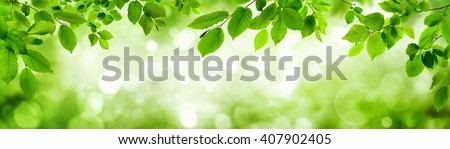 Green leaves and blurred highlights in the background build a natural frame in panorama format