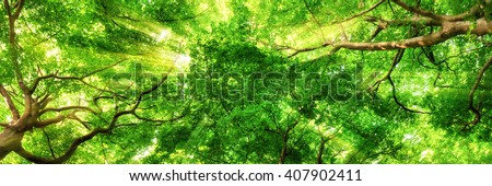 Sunrays shining through green leaves of high treetops in a beech forest, panorama format