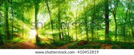 Beech forest panorama and the sun, with bright rays of light beautifully shining through the trees