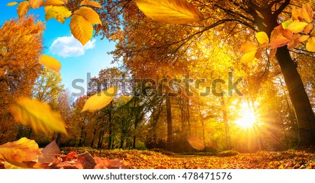 Golden autumn scene in a park, with falling leaves, the sun shining through the trees and blue sky