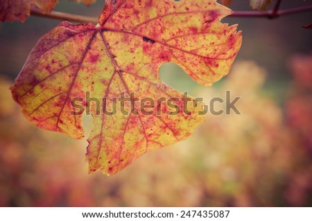 Vine leaf in autumn