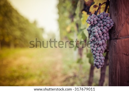 Bunch of grapes in the vineyards