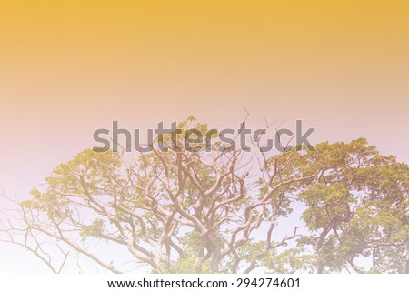 abstract tree, Soft focus,Background with pink color filter abstract tree, Soft focus,Background with  color filter
