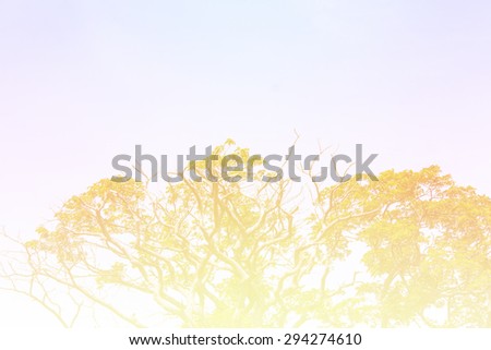 abstract tree, Soft focus,Background with pink color filter abstract tree, Soft focus,Background with  color filter