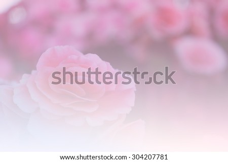 Blur background,Beautiful Rose flowers made with color filters, soft focus
