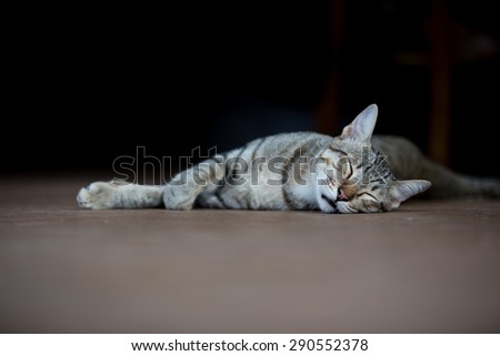 A sleeping cat