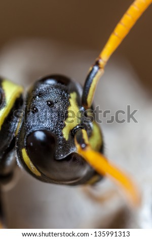 Super macro shot showing simple eyes or oculi on a Paper Wasp Queen.