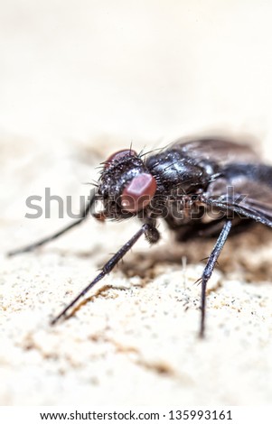 Super macro shot of a fly on a wall