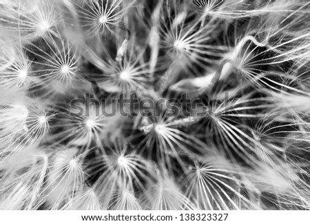 A super macro image showing detail of Dandelion flower head