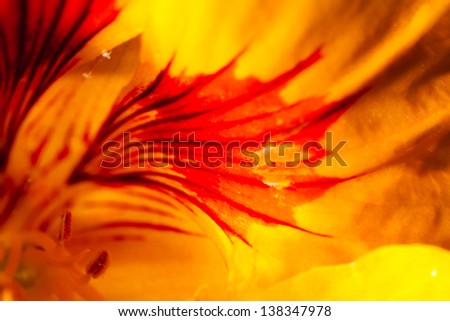 A super macro image showing detail of petals on a flower