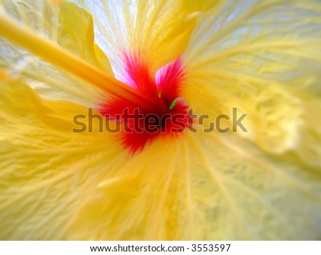Flora Series - Macro detailed image of inner part of hibiscus flower