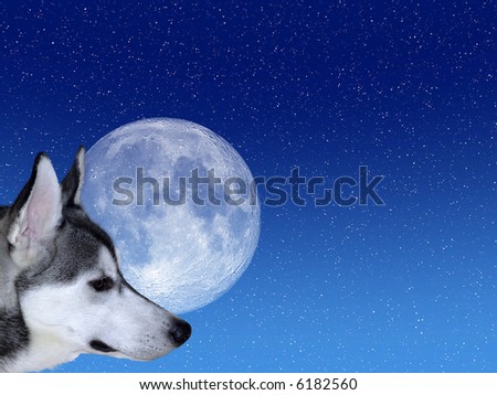 Siberian Husky looking at moon on starry background