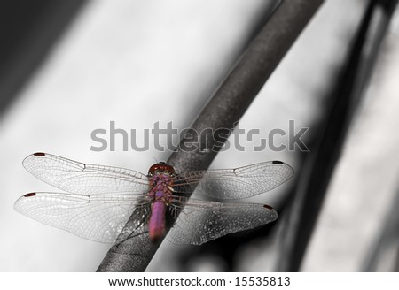 This species of dragonfly is found in Malta and Southern Europe known as the red darter male