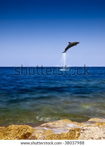 Dolphin jumping out of beautiful crystal clear ocean water