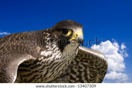 A bird of prey during its hunt in flight