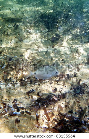 A lone fish on the seabed in the Mediterranean Sea