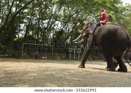 CHAINGMAI, THAILAND -APRIL 5: Elephant  prepare to kick a ball  to show to the tourism, Elephant farm on April 5,2014. It is one of signature of Chaingmai.