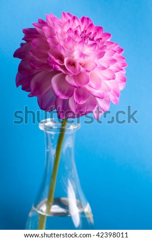pink flower in vase on blue