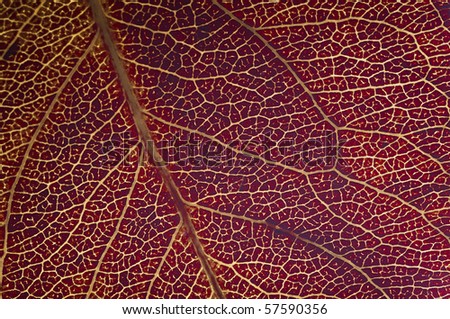 Leaf Texture Background