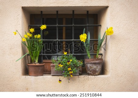 Flowers in the window