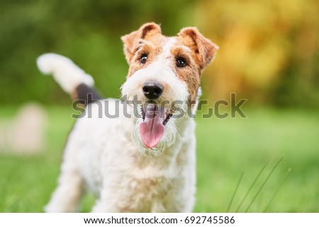 Close up shot of a happy cute fox terrier dog in the park nature animals happiness vitality concept.