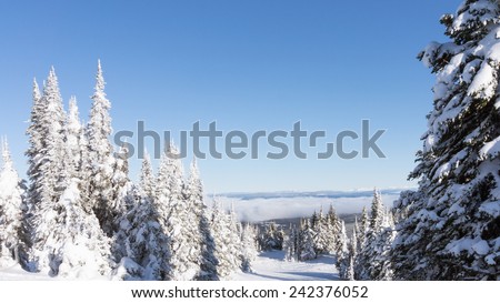 Snow covered pine trees in the high alpine of Western Canada