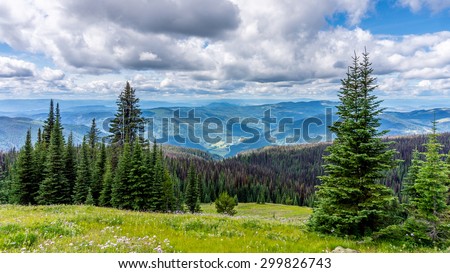High Alpine Meadows of British Columbia with Flowers and also showing the many Pine Beetle infected Trees that affect so many trees in the north western regions of North America