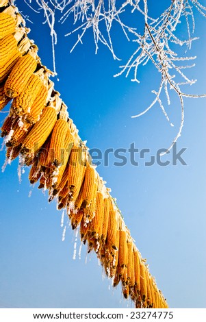 organic corn animal feed stored for winter under blue sky