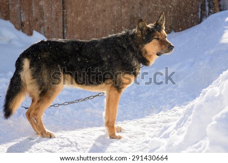 German Shepherd dog on a chain in the yard in winter
