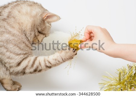 Cat playing with Christmas decorations on a white background