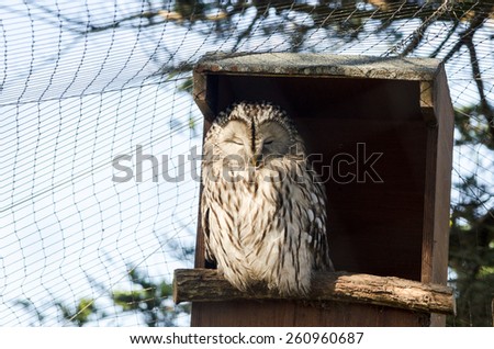 Ural Owl Perched Hide Bird Box Strix Uralensis Horizontal