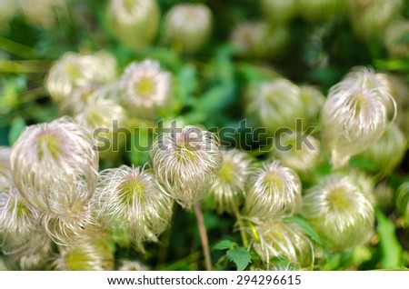 Clematis Flower Heads Seed Late Summer Horizontal