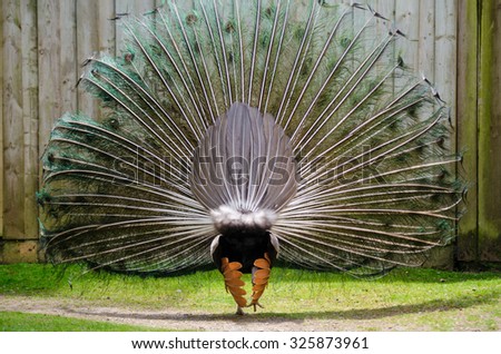 Peacock Display Rear Bird Tail Feathers Horizontal. Male Peacock displays his fan of tail feathers to try and attract a mate. Rear view.