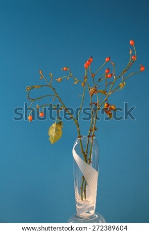 Old rose branches with orange seeds in a crystal vase against a blue background