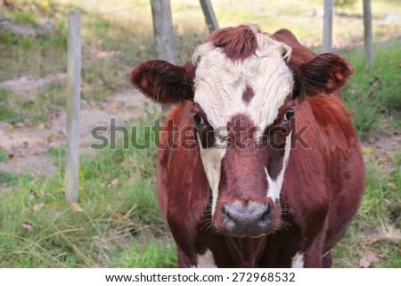 Cow standing in a field with a green grass background.
