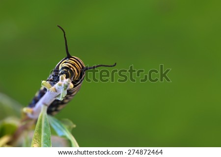 Monarch butterfly caterpillar on a stick on a green background