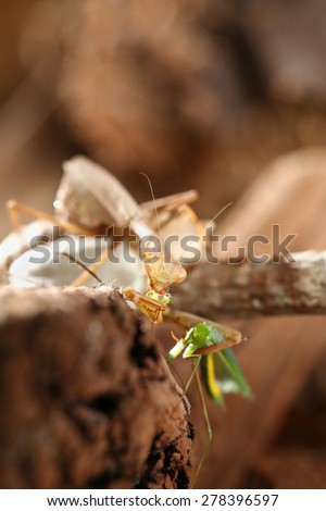 A brown praying mantis eating another smaller green mantis while she sits on her egg sacks on a brown background.
