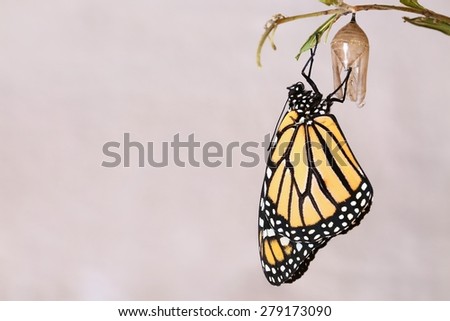 Monarch butterfly hanging from the chrysalis that he hatched from on a variegated white background.